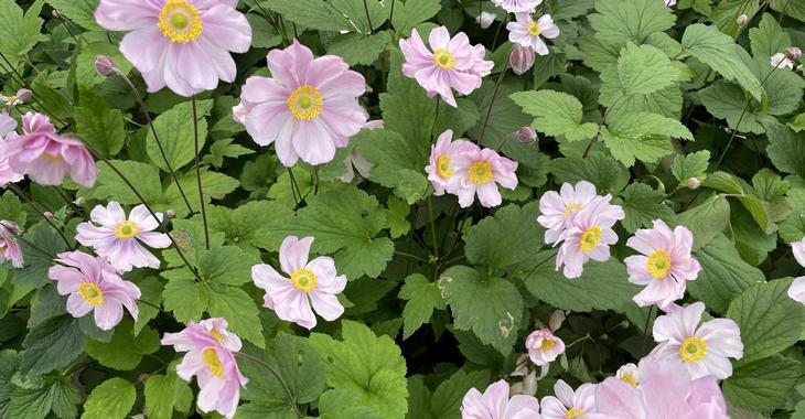 Anemone hybrida (x) 'Serenade'